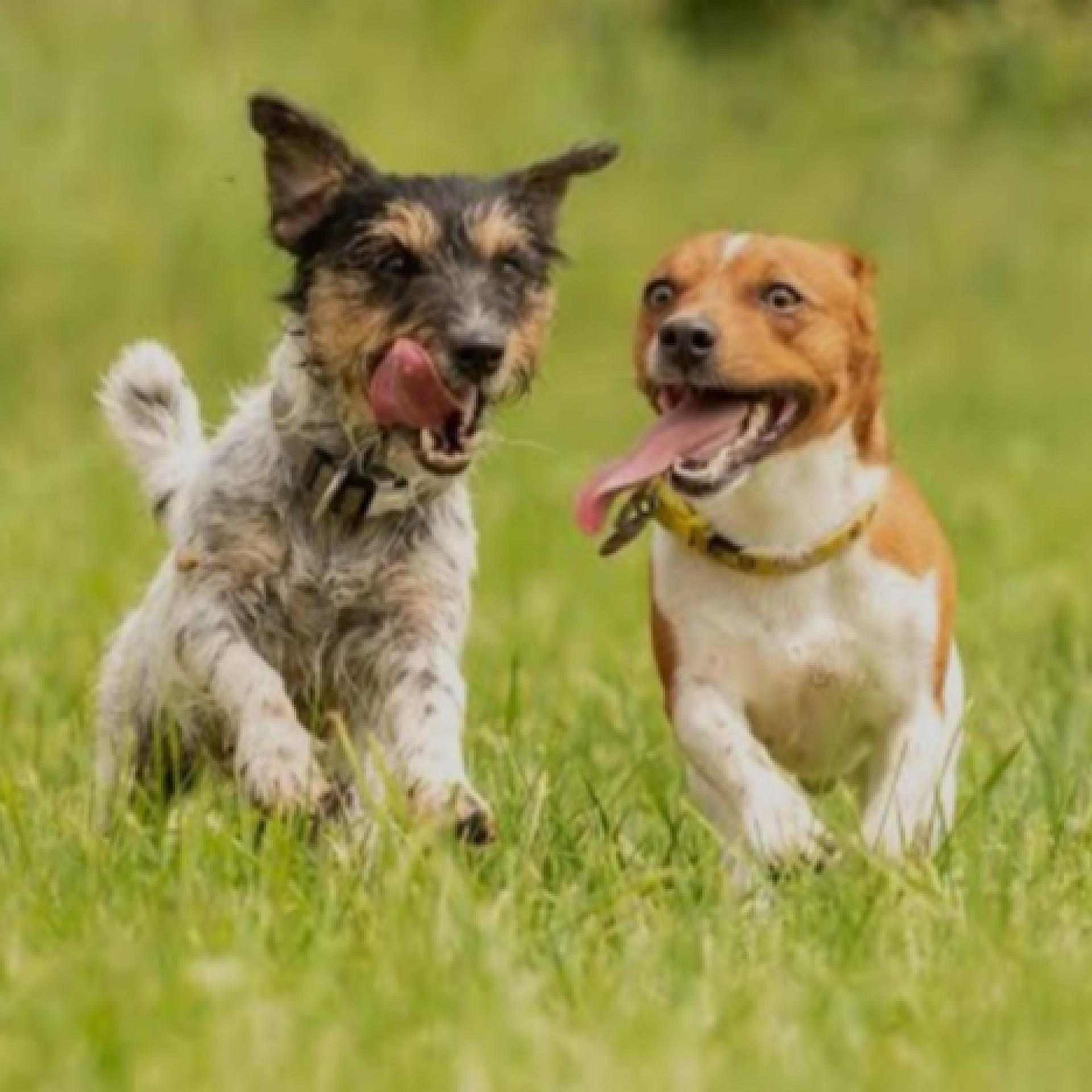 Hundewiese Gau-Bickelheim
